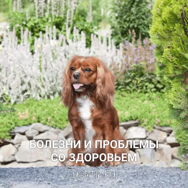 Болезни и проблемы со здоровьем