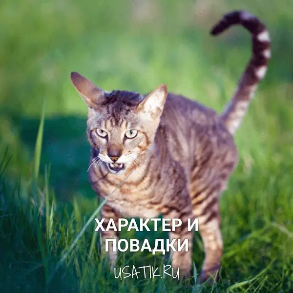 Характер и повадки корниш-рексов