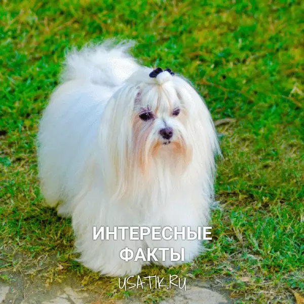 Интересные факты о мальтийских болонках
