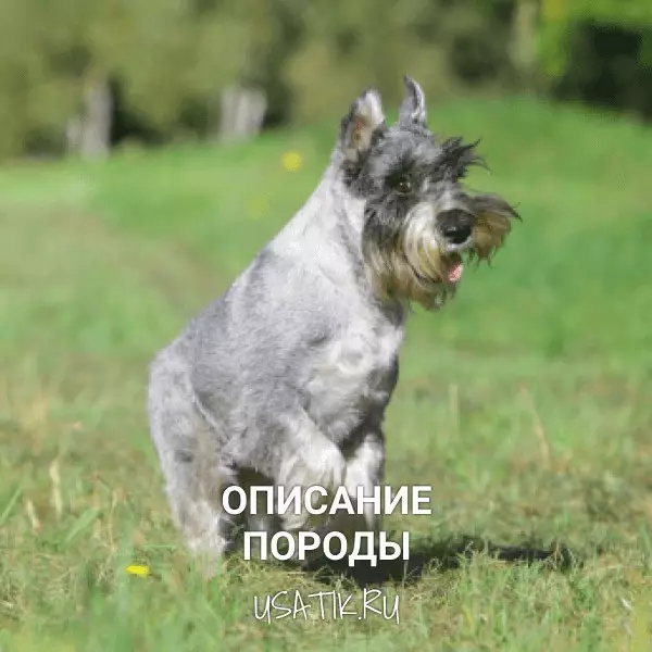 Миттельшнауцер - описание породы