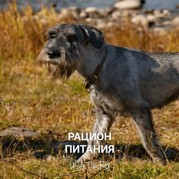 Рацион питания миттельшнауцеров