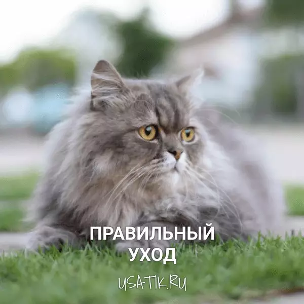 Уход за персидскими кошками