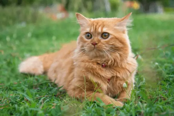 Персидская кошка