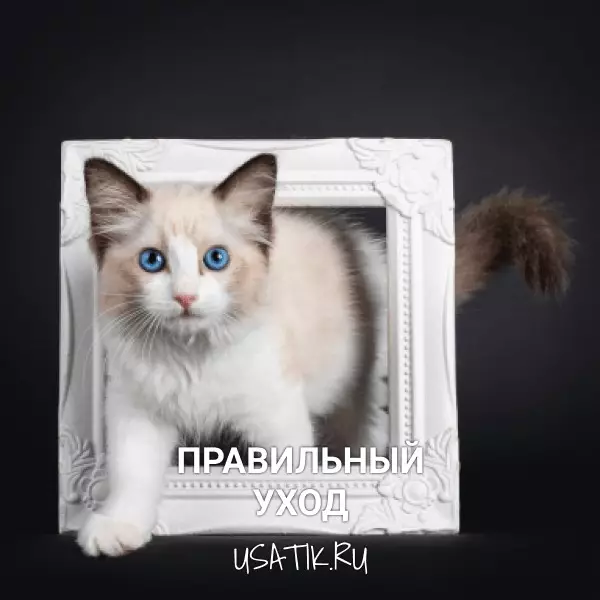 Уход за рэгдоллами