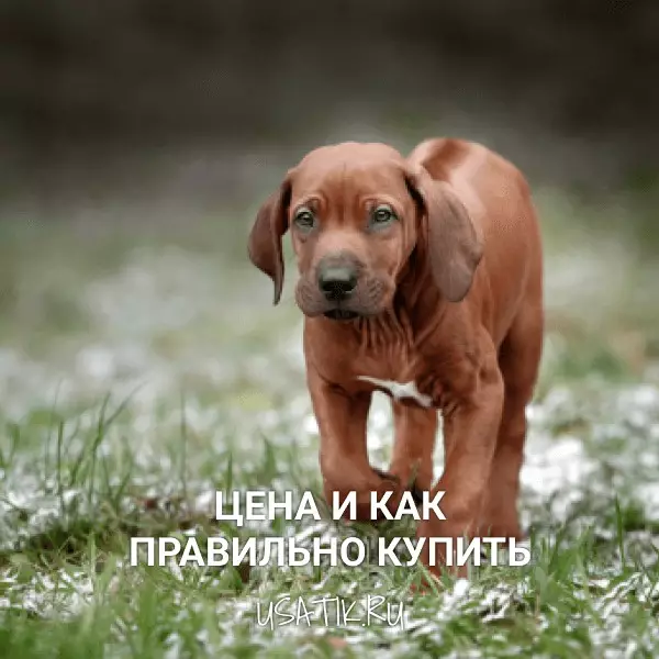 Родезийский риджбек - цена и как правильно купить