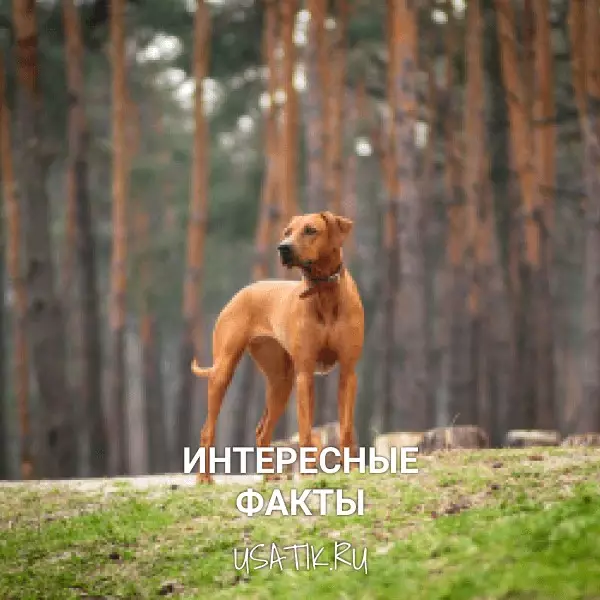 Интересные факты о родезийских риджбеках