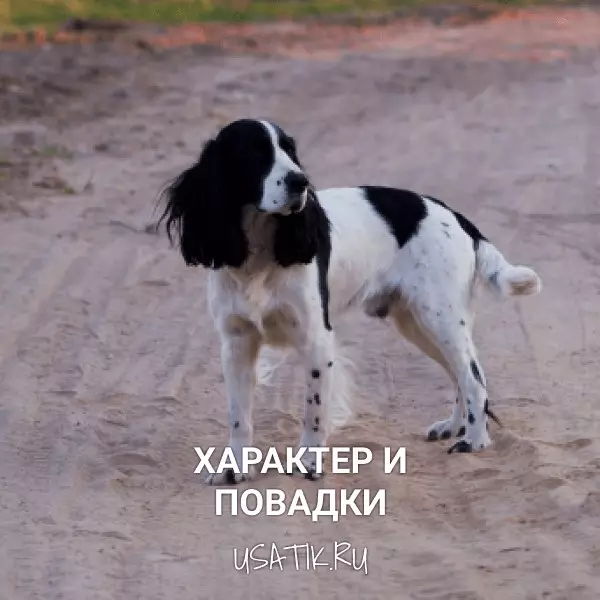 Характер и повадки русских охотничьих спаниелей