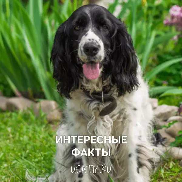 Интересные факты о русских охотничьих спаниелях