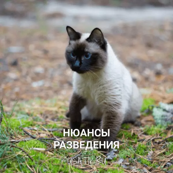 Разведение сиамских кошек