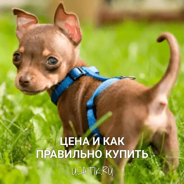 Той-терьер - цена и как правильно купить