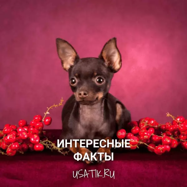 Интересные факты о той-терьерах