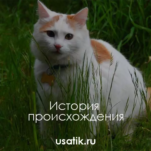 История происхождения турецких ванов
