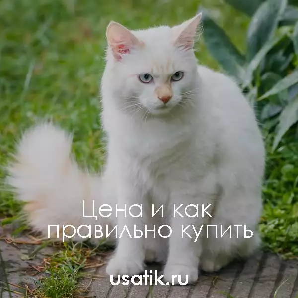 Турецкий ван – цена и как правильно купить