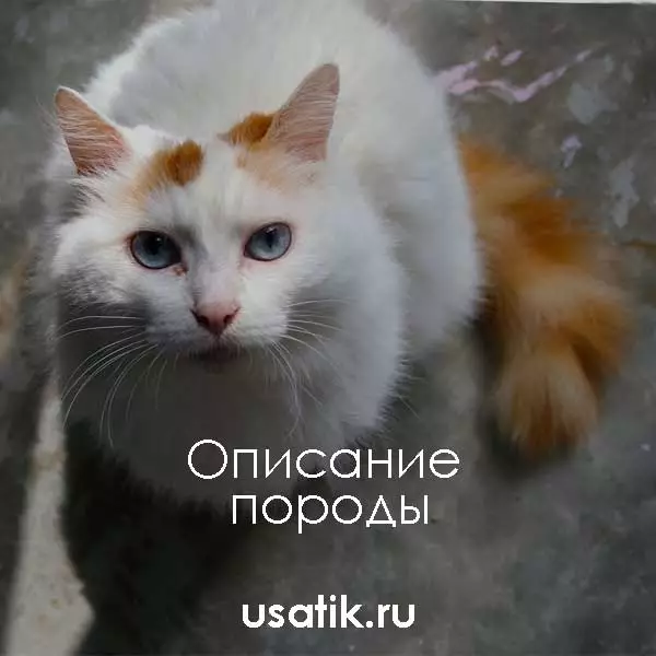 Турецкий ван – описание породы