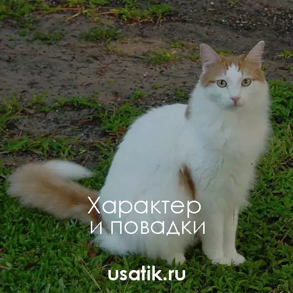 Характер и повадки турецких ванов