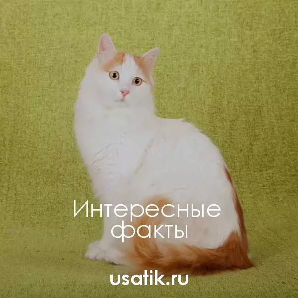 Интересные факты о турецких ванах