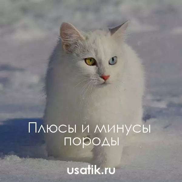 Плюсы и минусы турецких ванов