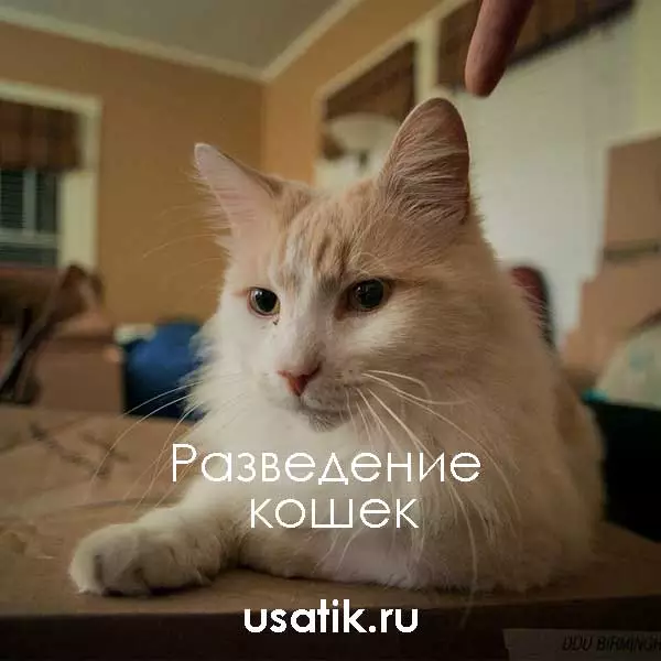 Разведение турецких ванов