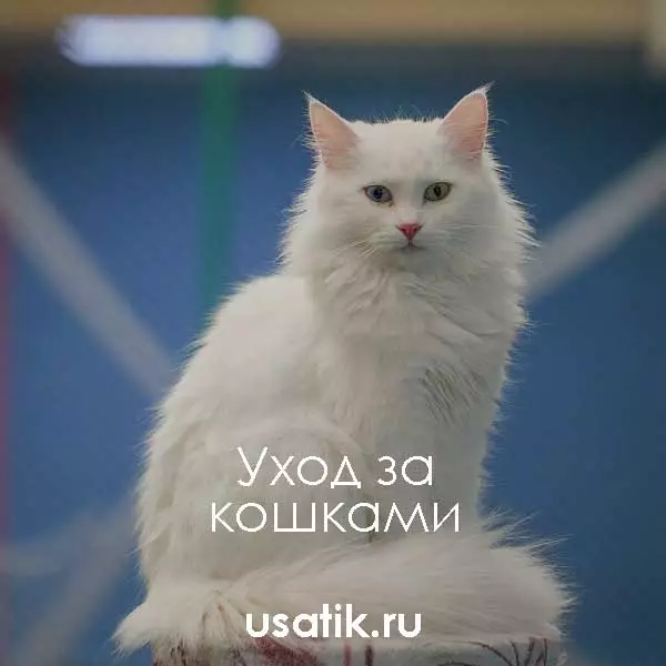 Уход за турецкими ванами