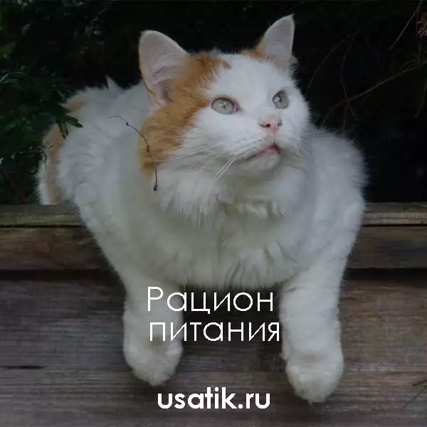 Рацион питания турецких ванов