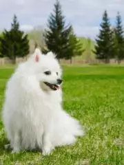 Японский шпиц