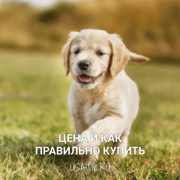 Золотистый ретривер - цена и как правильно купить