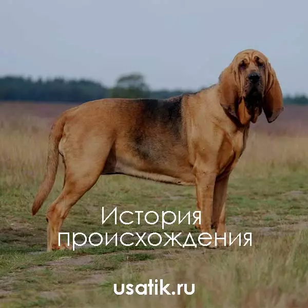 История происхождения бладхаундов