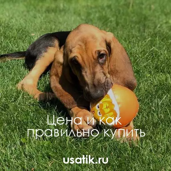 Бладхаунд - цена и как правильно купить