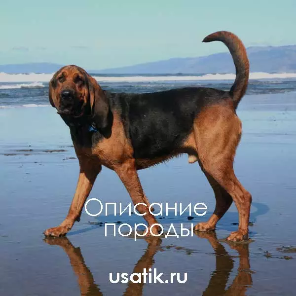 Бладхаунд - описание породы