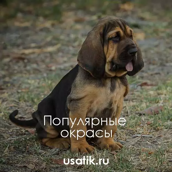 Популярные окрасы бладхаундов