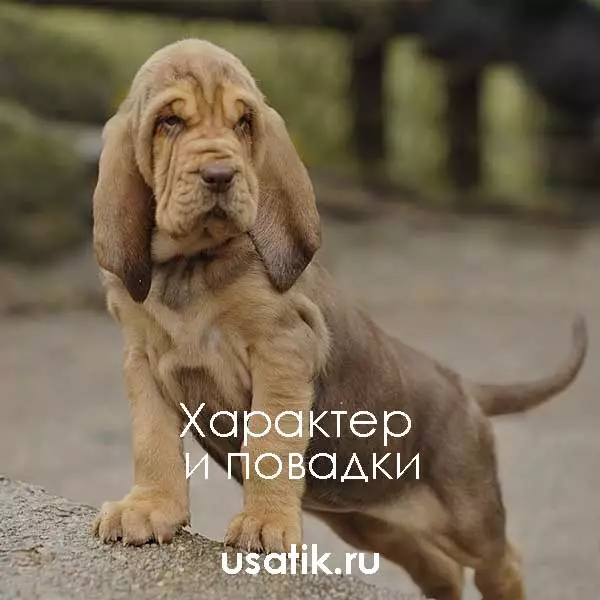 Характер и повадки бладхаундов