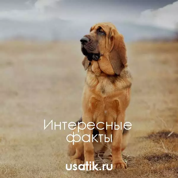 Интересные факты о бладхаундах