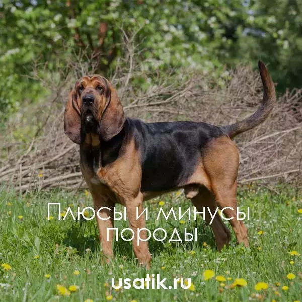 Плюсы и минусы бладхаундов