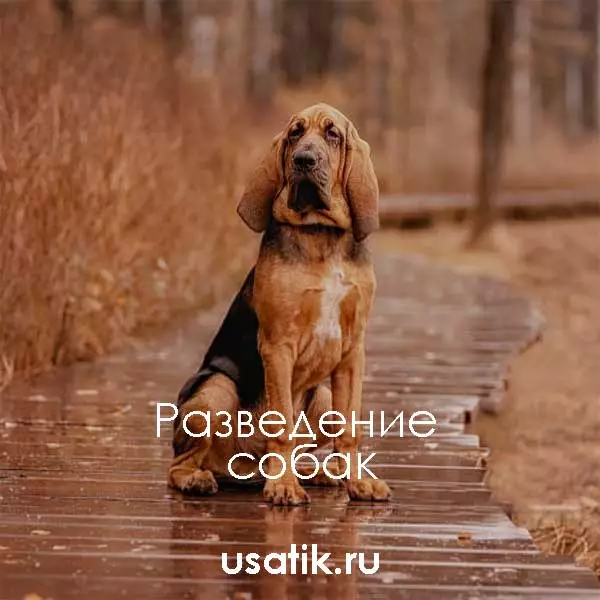 Разведение бладхаундов