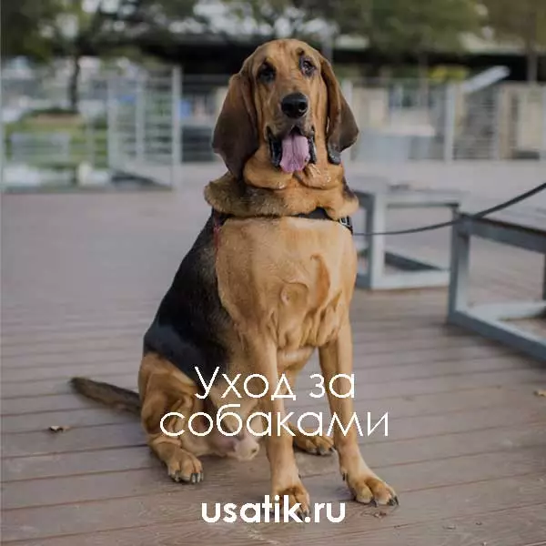 Уход за бладхаундами