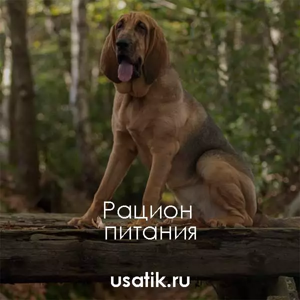 Рацион питания бладхаундов