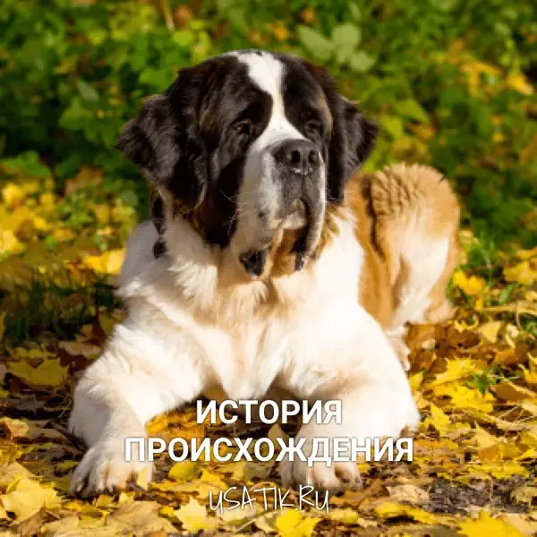История происхождения сенбернаров