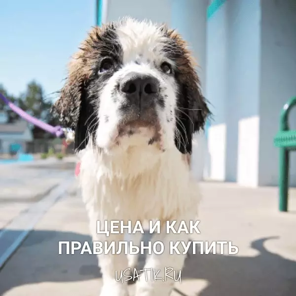 Сенбернар - цена и как правильно купить
