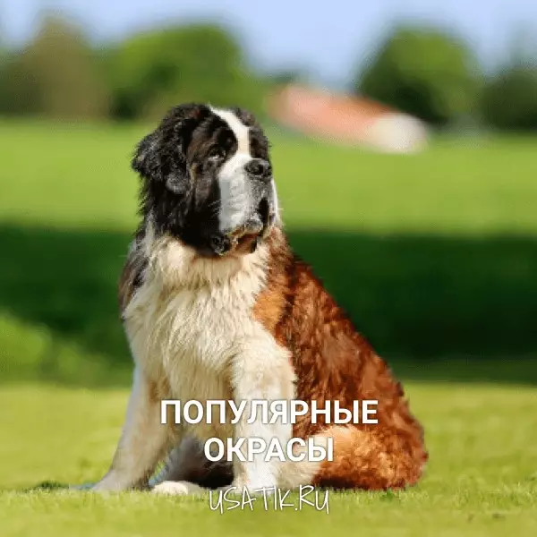 Популярные окрасы сенбернаров