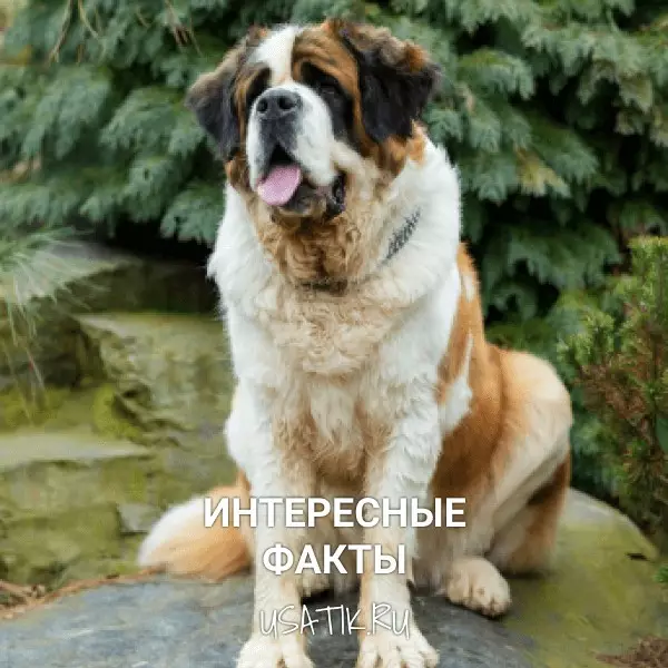 Интересные факты о сенбернарах