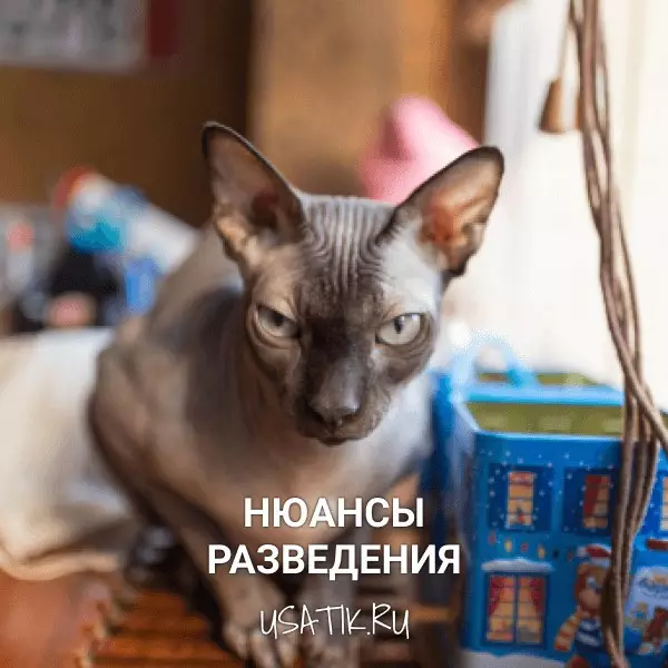 Разведение донских сфинксов