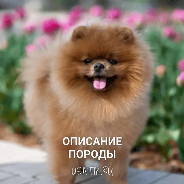 Померанский шпиц - описание породы