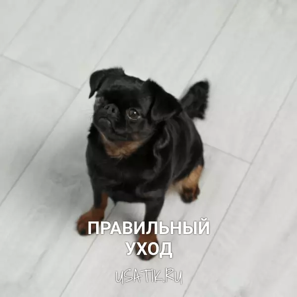 Уход за пти-брабансонами