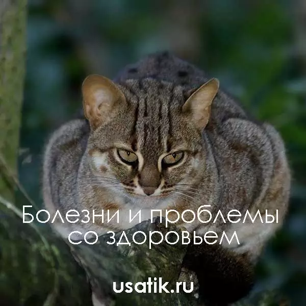 Болезни и проблемы со здоровьем