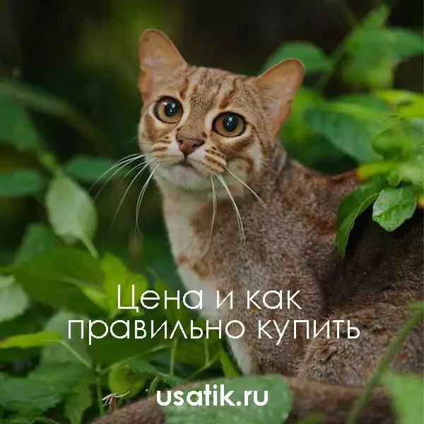 Ржавая кошка - цена и как правильно купить