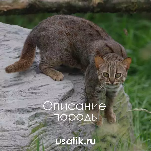 Ржавая кошка - описание породы