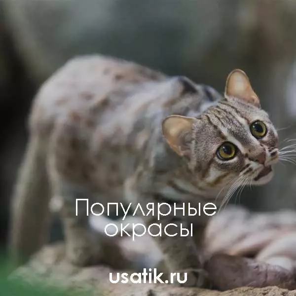 Популярные окрасы ржавых кошек