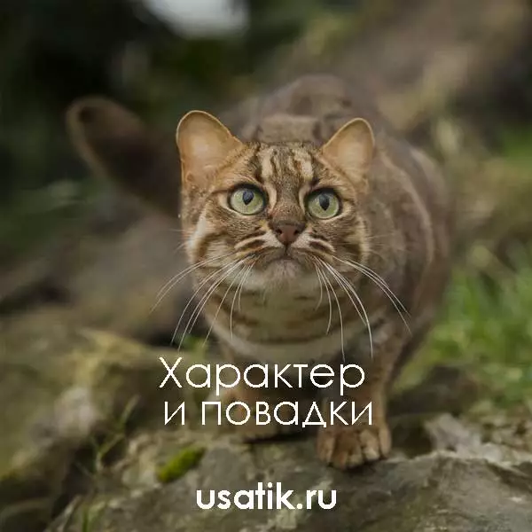 Характер и повадки ржавых кошек