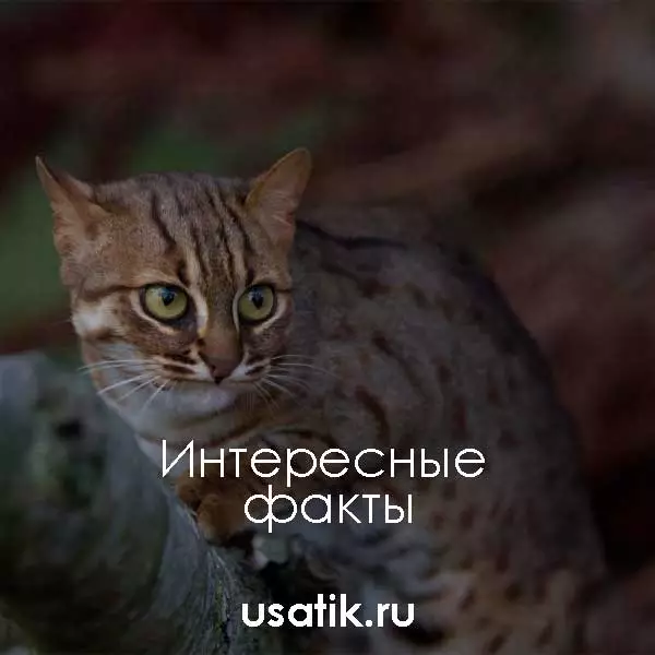 Интересные факты о ржавых кошках