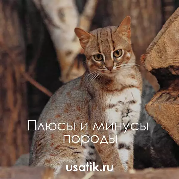 Плюсы и минусы ржавых кошек